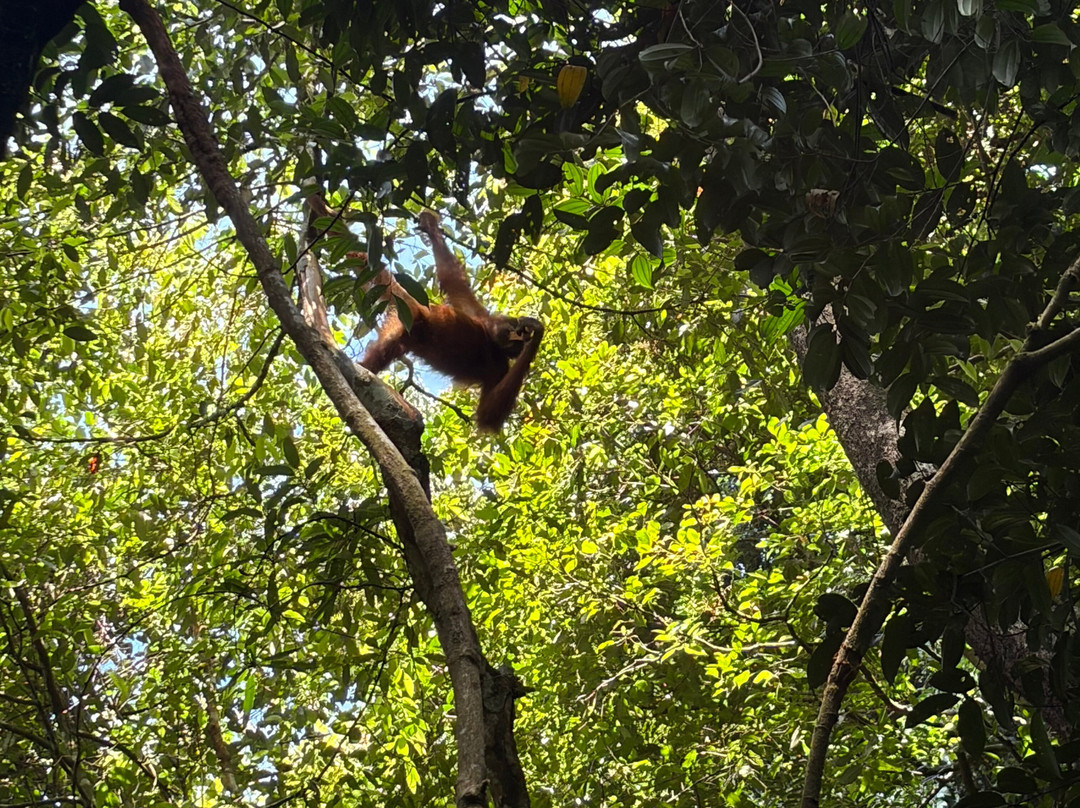 Sumatra Orangutan Tours-武吉拉旺必去景点