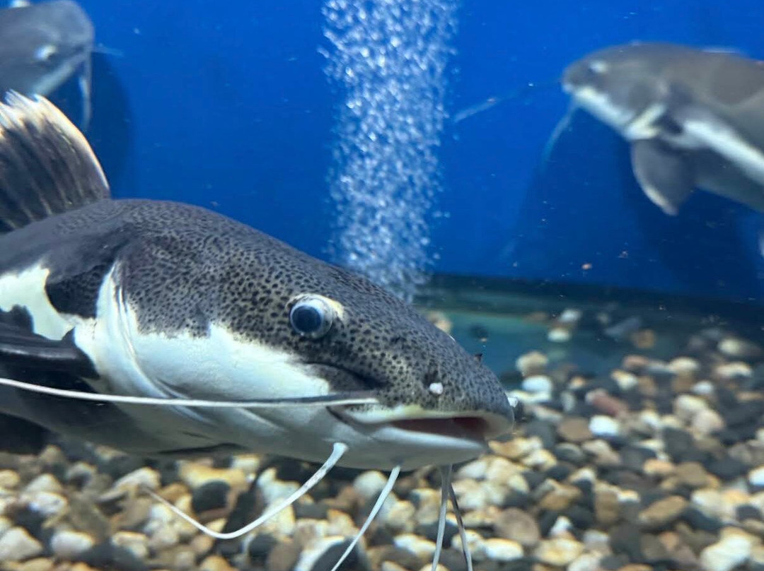Abyss Fish Aquarium Goa-Verna必去景点