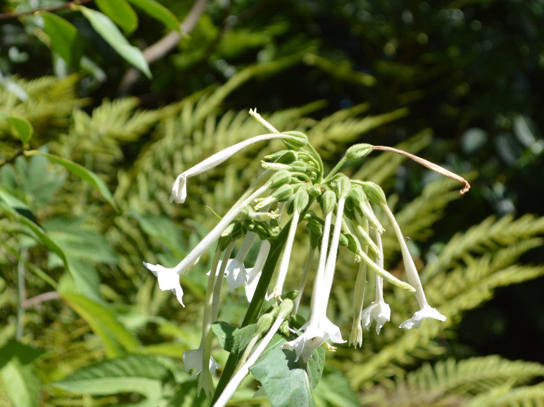 Abbotsbury Subtropical Gardens-Abbotsbury必去景点