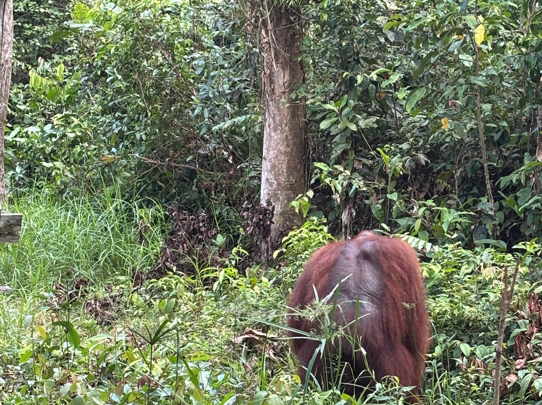 Dolphindo Tour Orangutan Tanjung Puting-Kumai必去景点