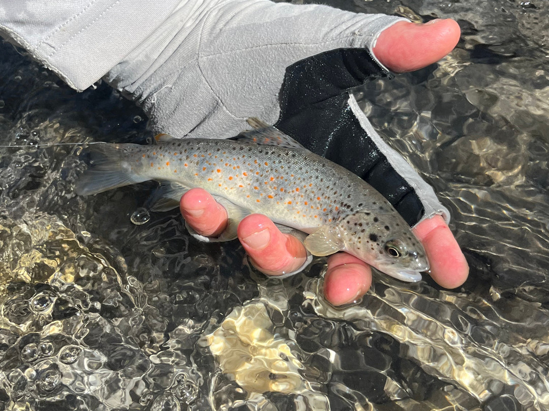 Riviera fly-fishing-Roquefort les Pins必去景点