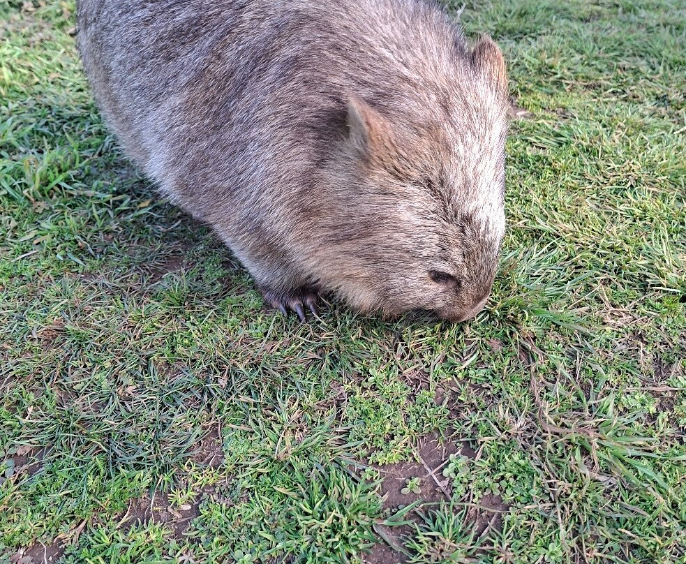 Taralga Wildlife Park-Taralga必去景点