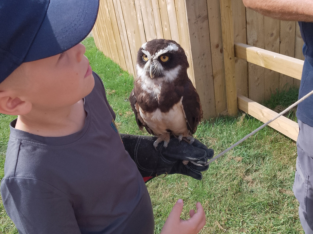 York Bird of Prey Centre-伊辛瓦必去景点