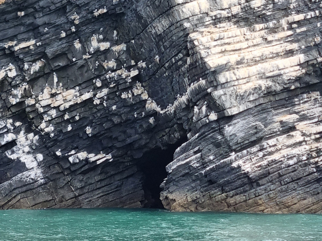 Dolphin Spotting Boat Trips (by New Quay Boat Trips)-纽基必去景点