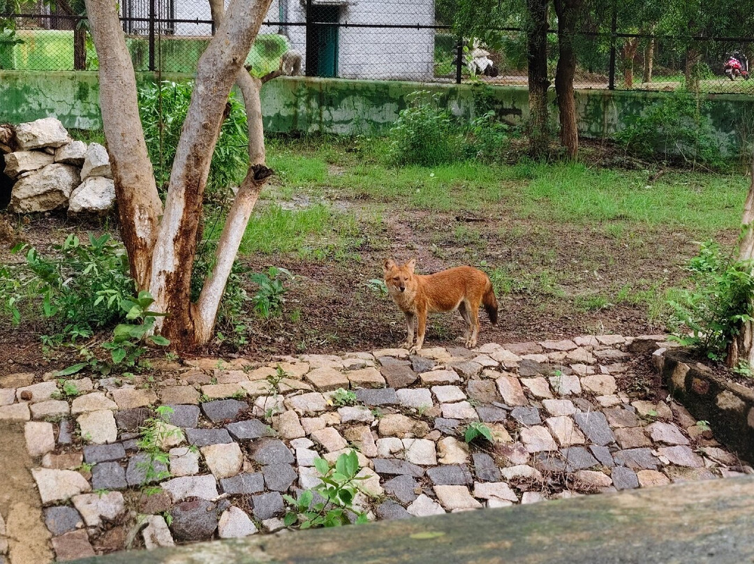 Nandan Van Zoo & Safari-赖布尔必去景点