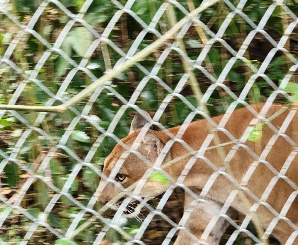 Centro de Rescate Las Pumas-Canas必去景点