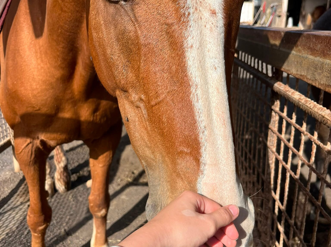 Lanzarote a Caballo-兰萨罗特必去景点
