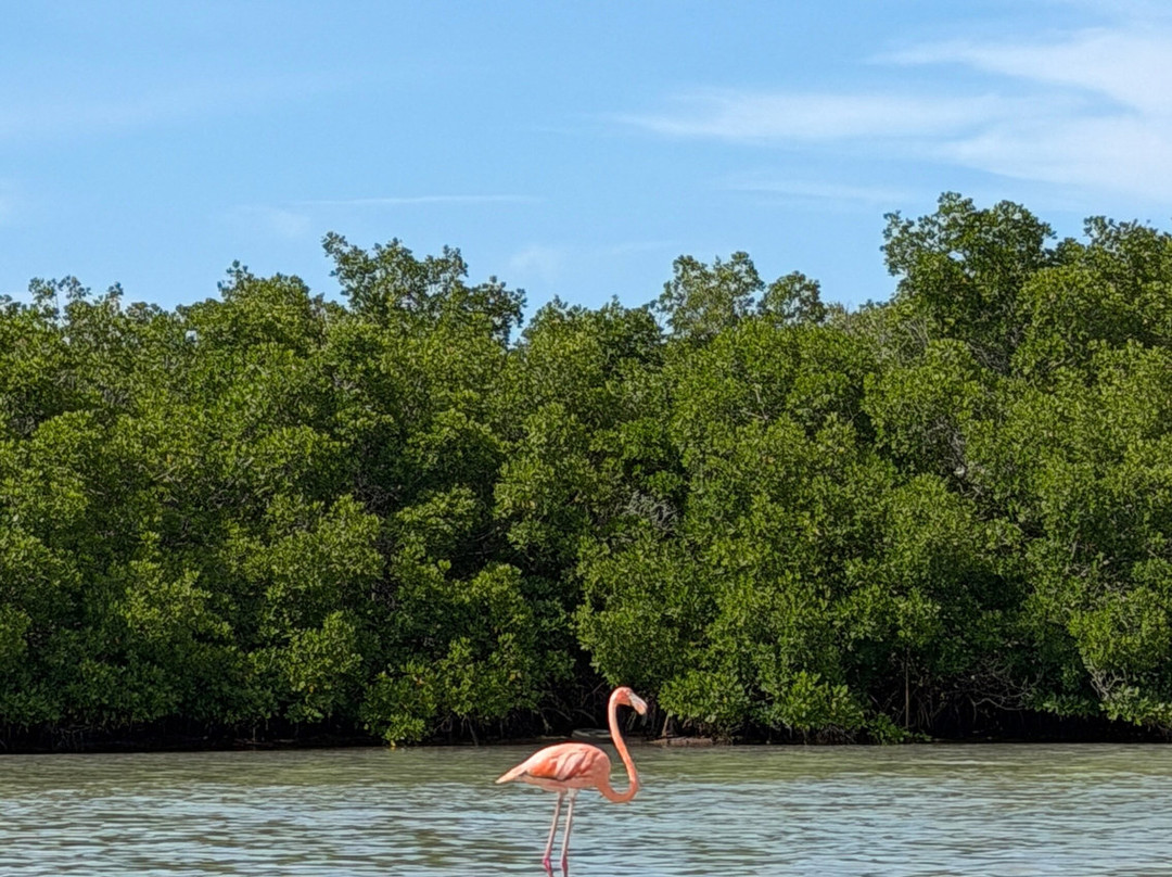 Flamingo & Nature Tours By William Canto-里奥拉加托斯必去景点