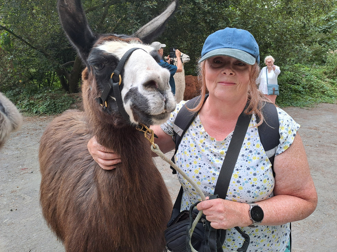 Pembrokeshire Llama Sanctuary-Llandissilio必去景点