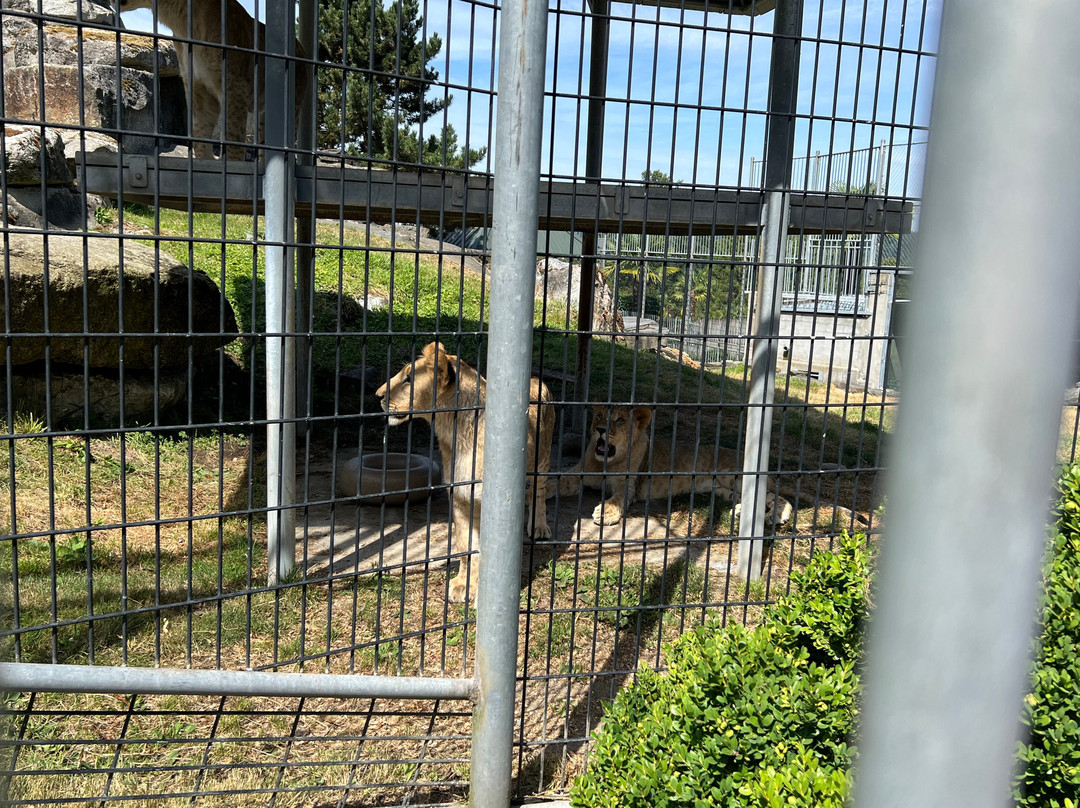 Cougar Mountain Zoo-伊瑟阔必去景点