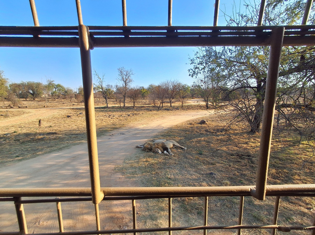 Lion and Safari Park-Broederstroom必去景点