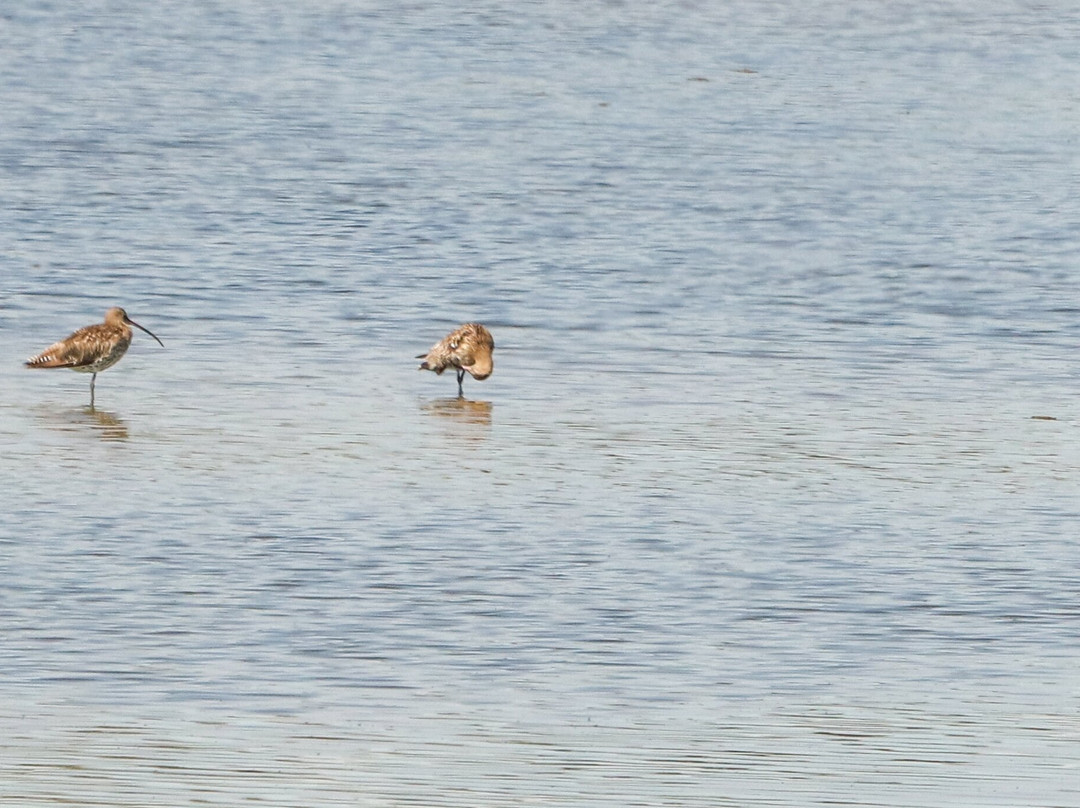 Birds Of Poole Harbour Events-普尔必去景点