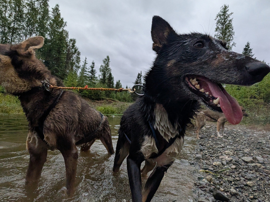 The Alaska Dogstead Mushing Company-Big Lake必去景点