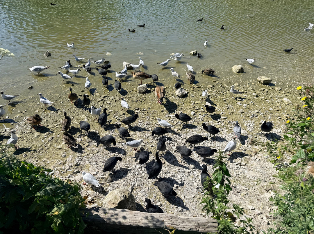 Swanbourne Lake-阿伦德尔必去景点