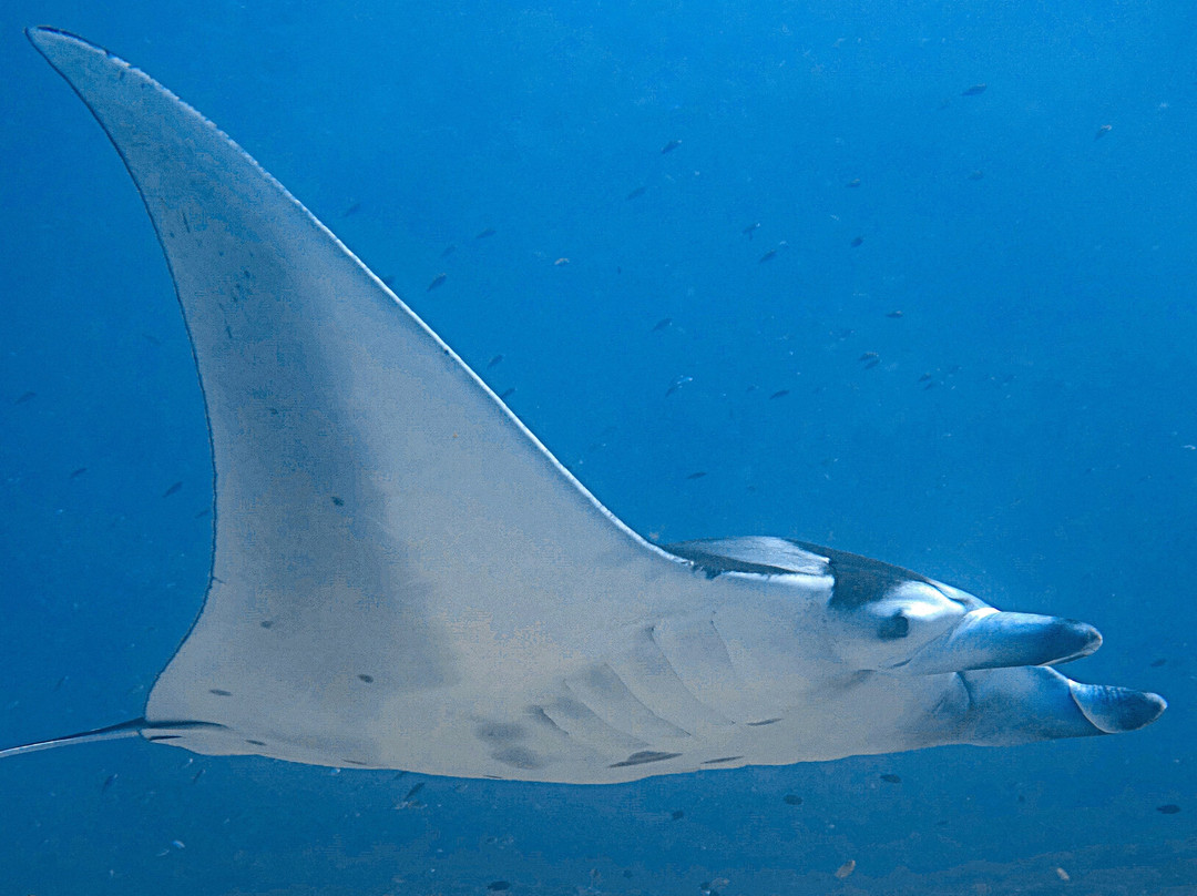 Family Divers Maldives-拉斯胡必去景点