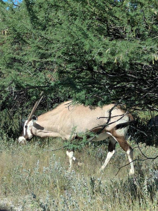 Born in Etosha Self-Drive Private Tours-Okaukuejo必去景点