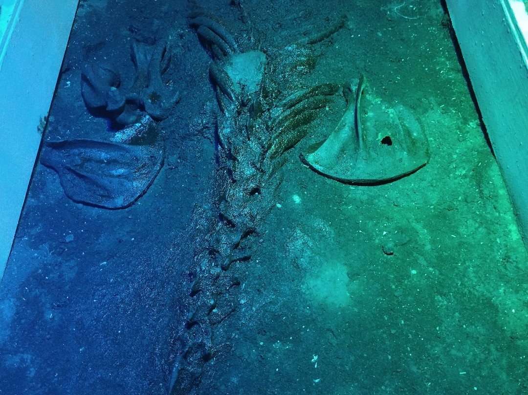 Sea Lion Caves-弗洛伦斯必去景点