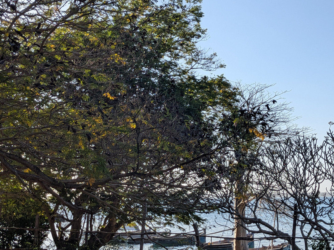 Safari Shwari Mafia Island-Utende必去景点