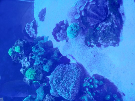 AquaRio-里约热内卢必去景点