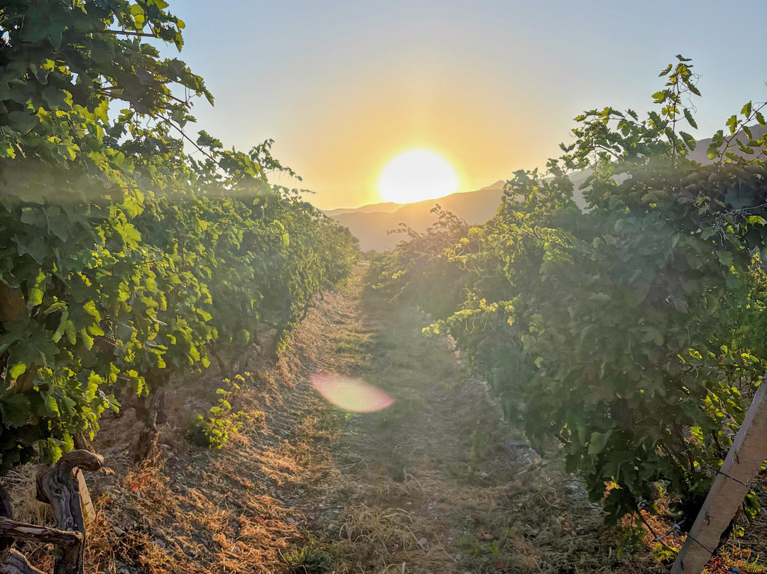 Momik Wines-Areni必去景点