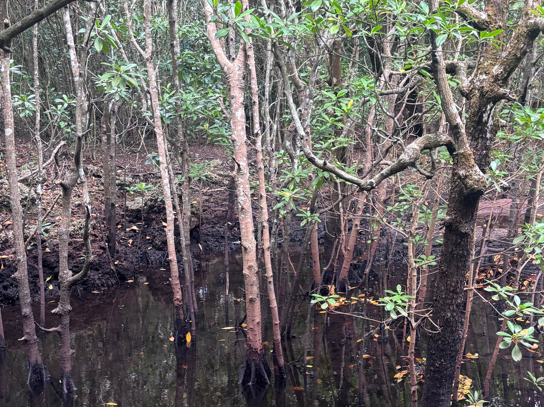 Jozani Chwaka Bay National Park-桑给巴尔岛必去景点
