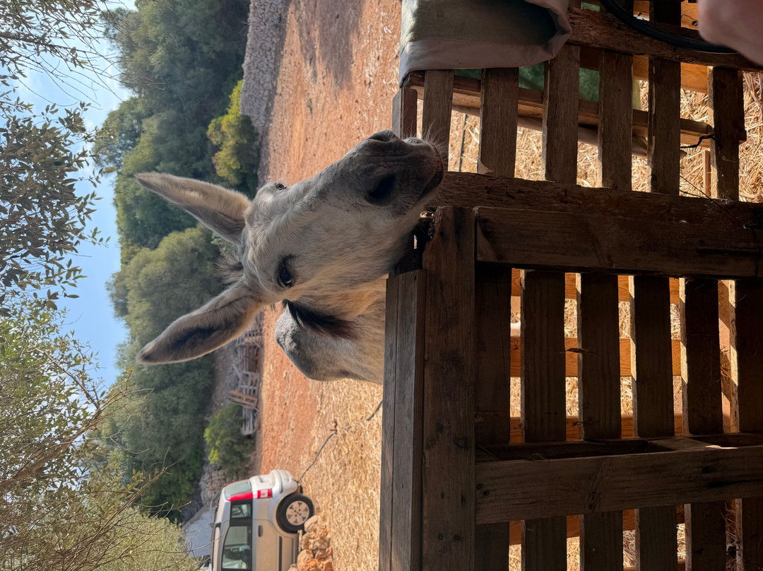 Menorca Donkey Rescue-阿拉约尔必去景点