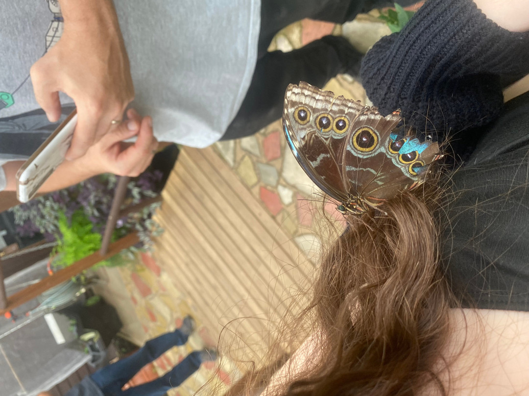 Butterfly World and Fountain World-Wootton必去景点
