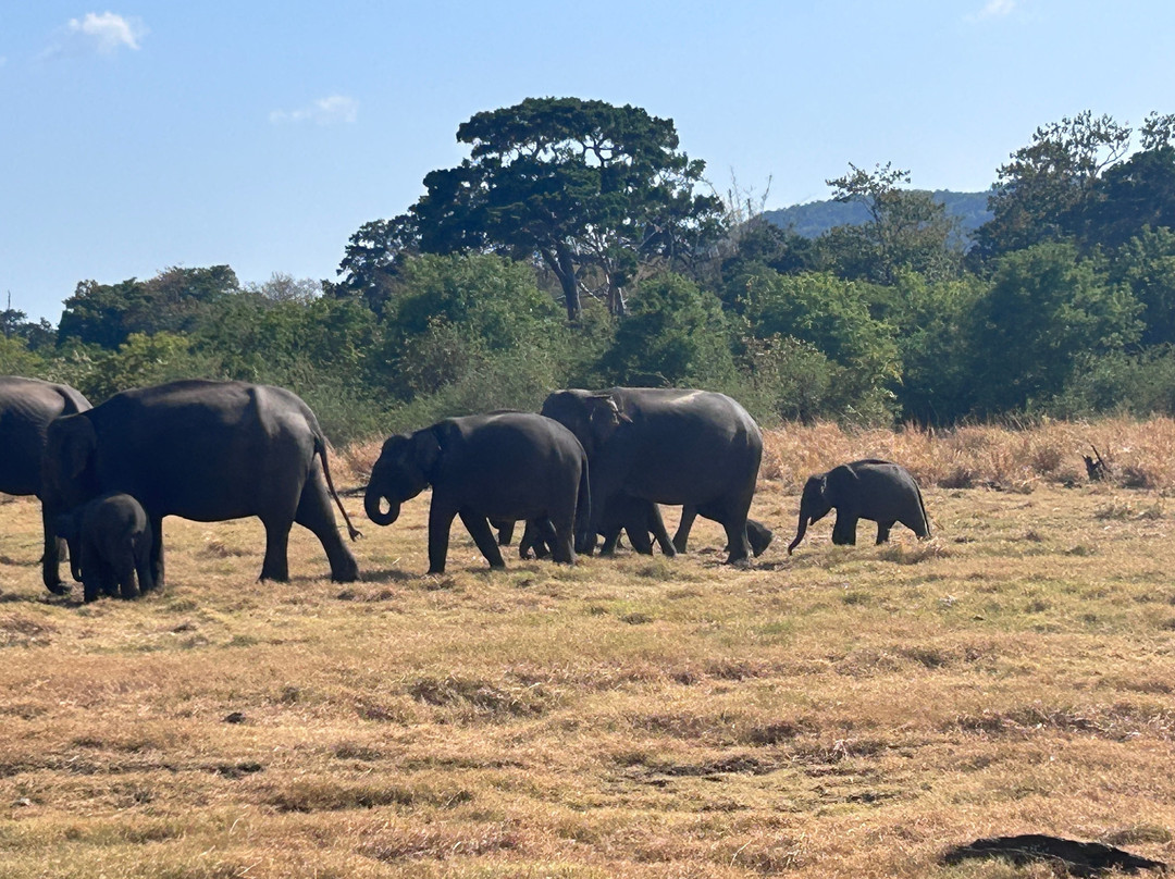 Private Tour Guide in Sri Lanka-科伦坡必去景点