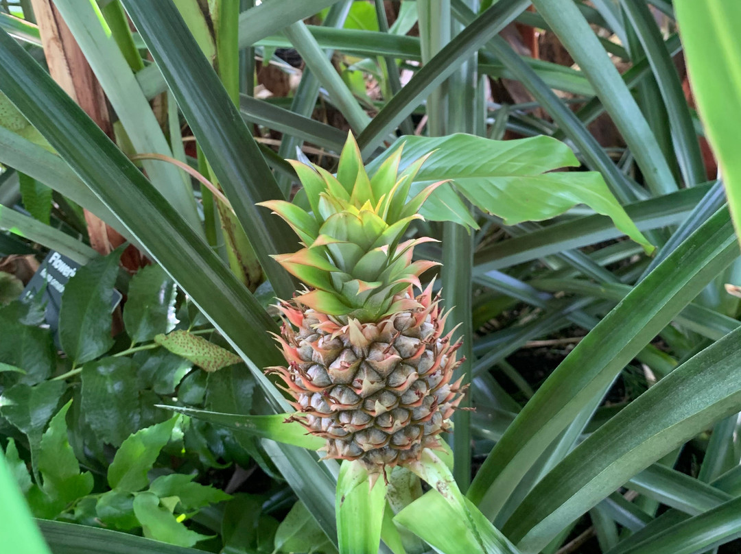 Myriad Botanical Gardens-俄克拉何马城必去景点