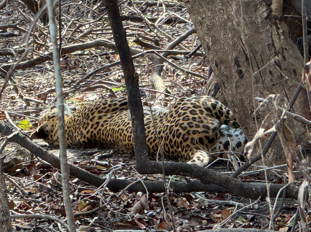 Wilpattu Safari Jeep-Wilpattu National Park必去景点