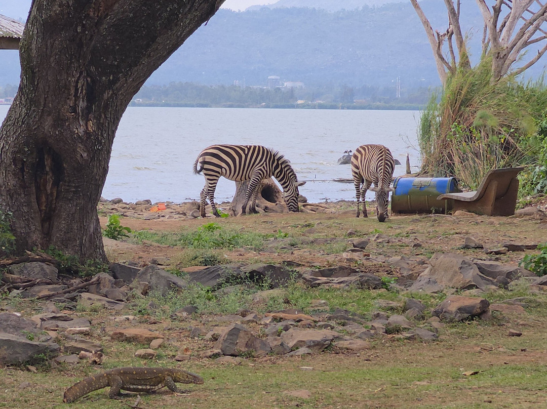 Kisumu Impala Sanctuary-基苏木必去景点