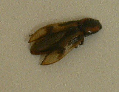 Canada's Best Value Inn - Port Hawkesbury/Port Hastings