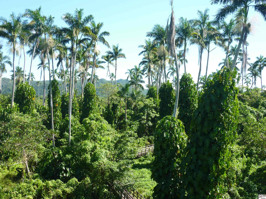 Royal Palm Reserve景点图片