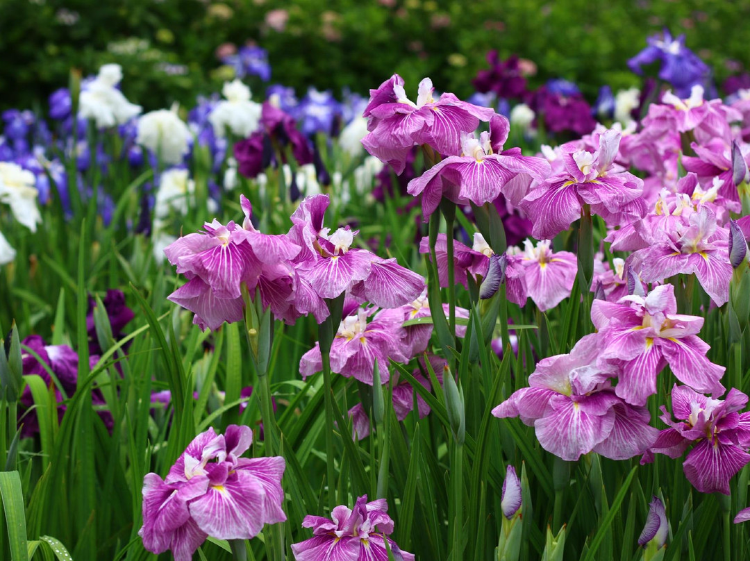 Yokosuka City Iris Flower Garden景点图片
