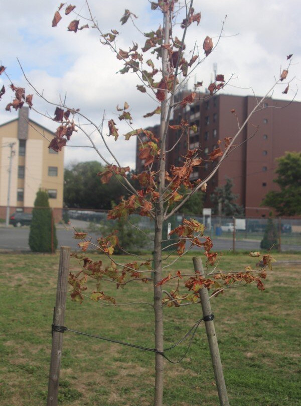 Battle Of Beaverdams Park-Thorold必去景点