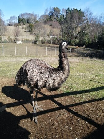 Granja Educativa de Villarrica El Dorado-比亚里卡必去景点