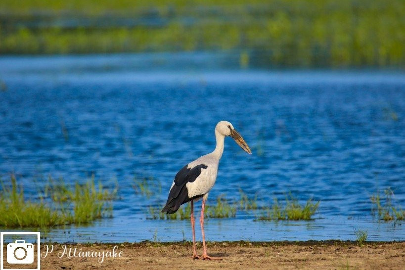Mannar Bird Sanctuary-马纳尔必去景点