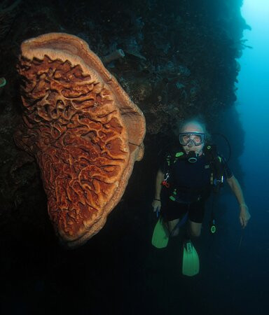 Miguel's Diving Gorontalo景点图片