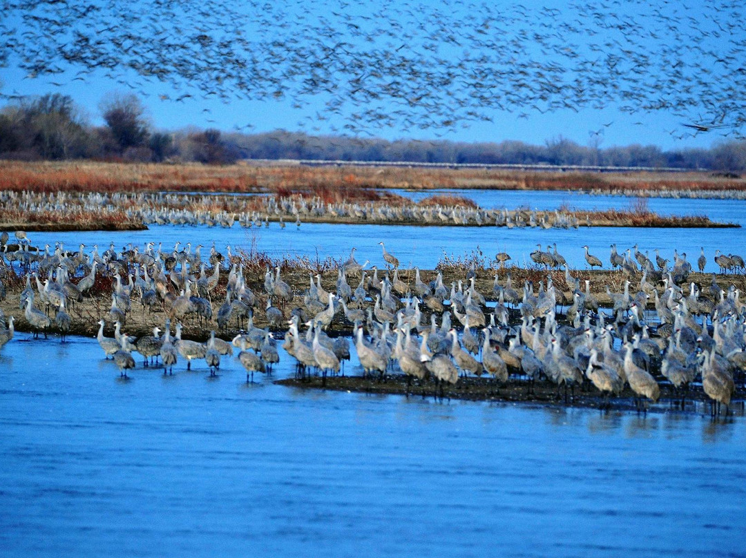 Gibbon旅游攻略图片
