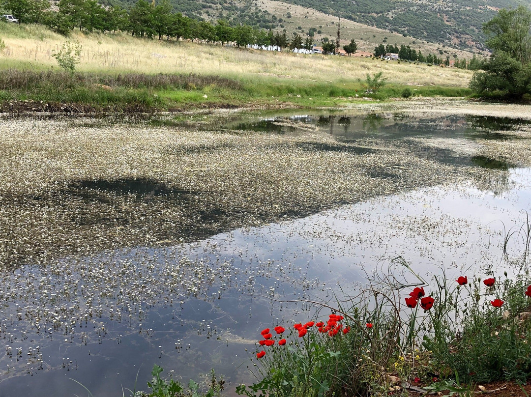 Aammiq wetland景点图片