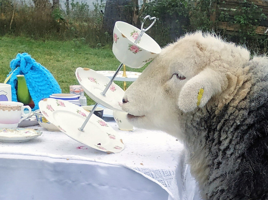 Tea with Naughty Sheep景点图片