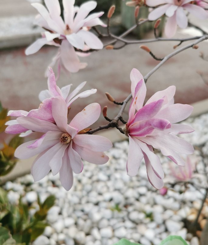 Centro Oeste-马亚达洪达必去景点