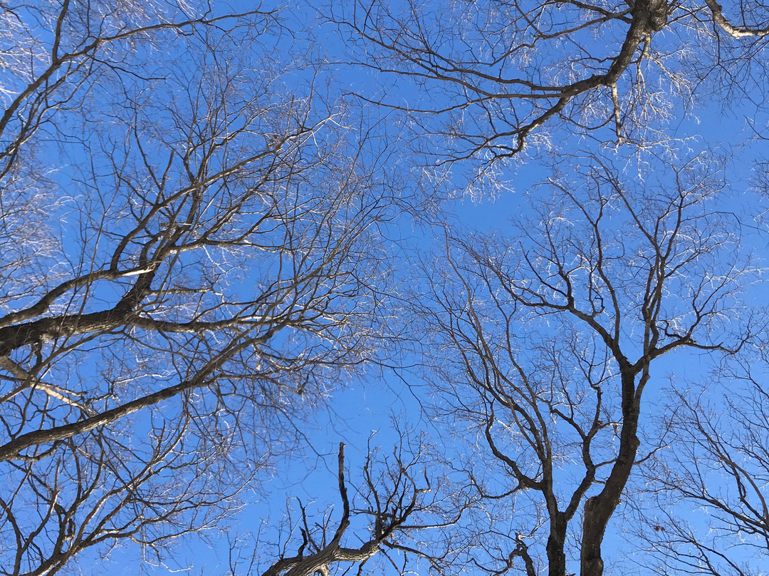 Nerstrand Big Woods State Park景点图片