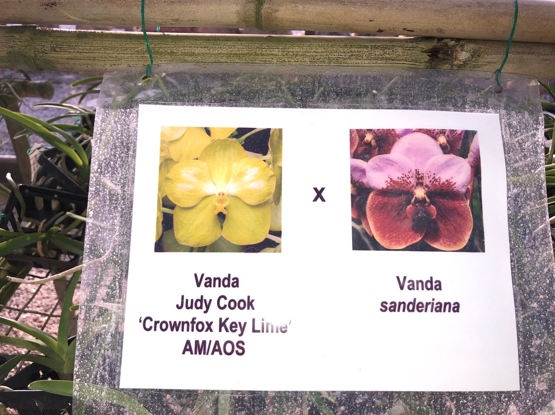 R.F. Orchids-霍姆斯特德必去景点