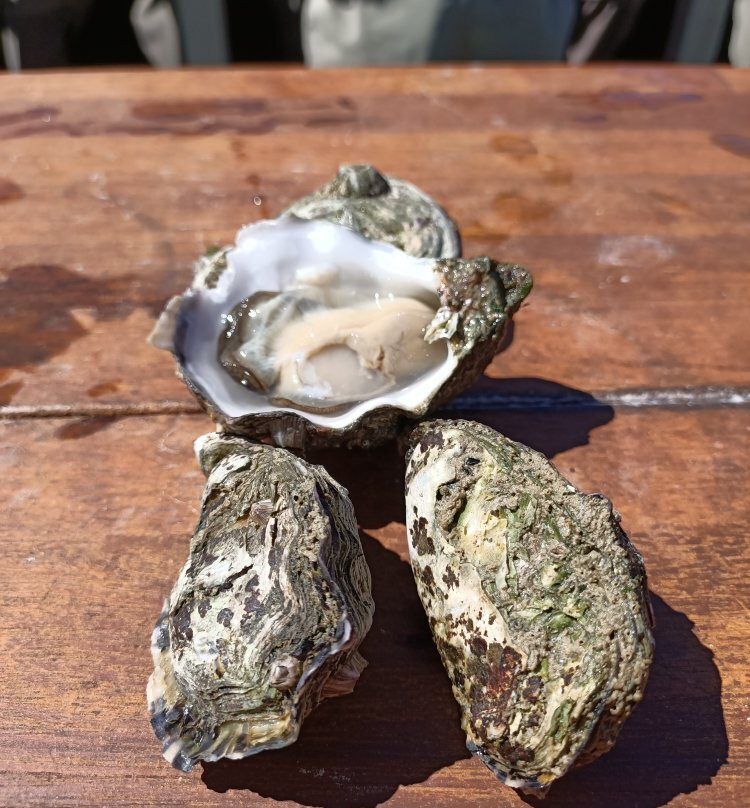 Oyster Farm Tours景点图片