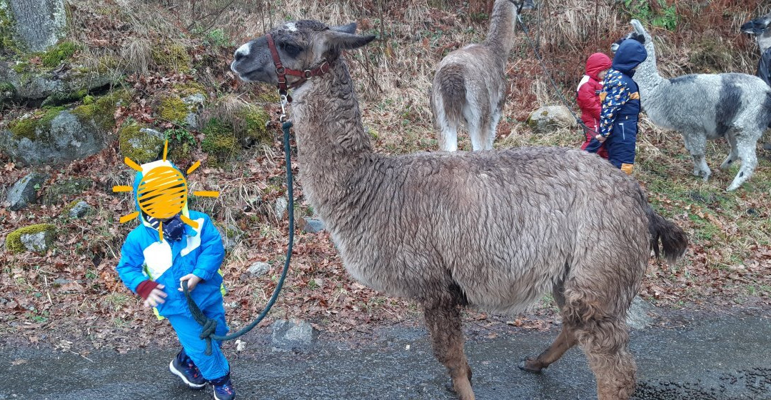Les Lamas Des 7 Vallees景点图片