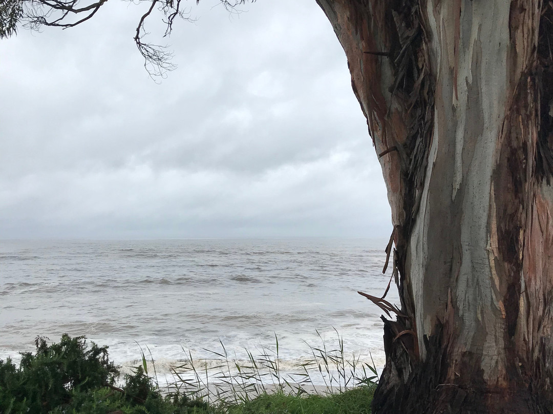 Penguin Foreshore-企鹅岛必去景点