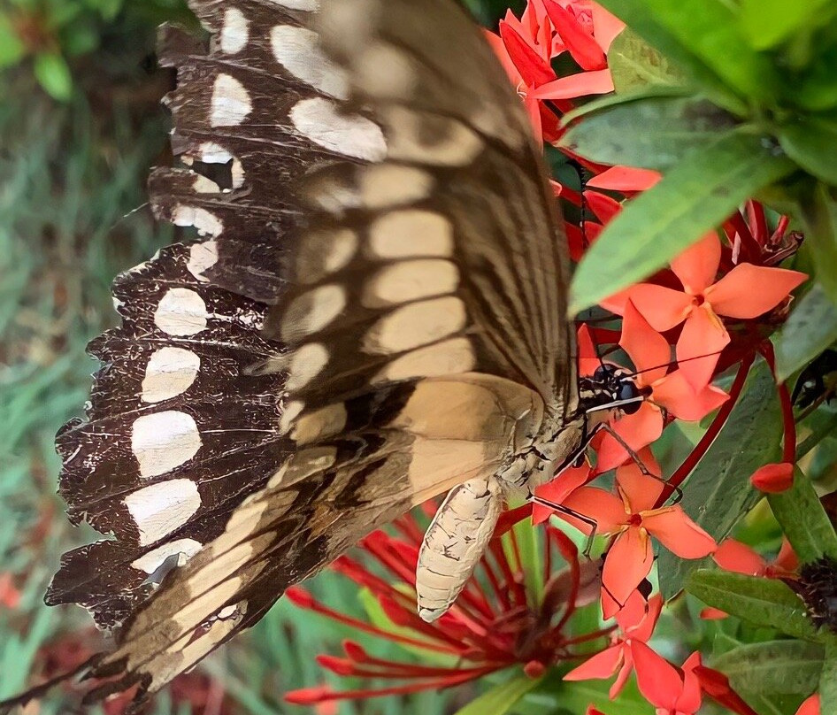 Pousada Tatiba主图