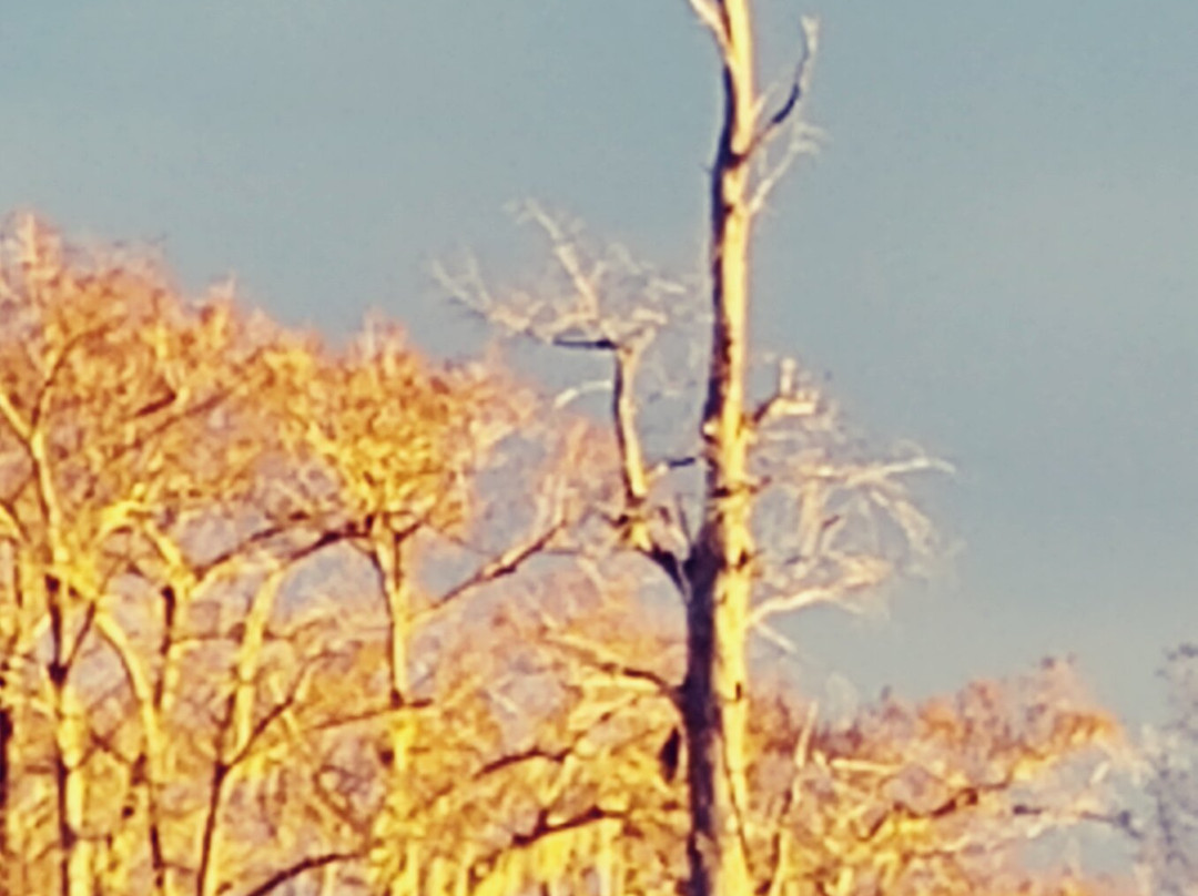 Shady Glade Resort主图