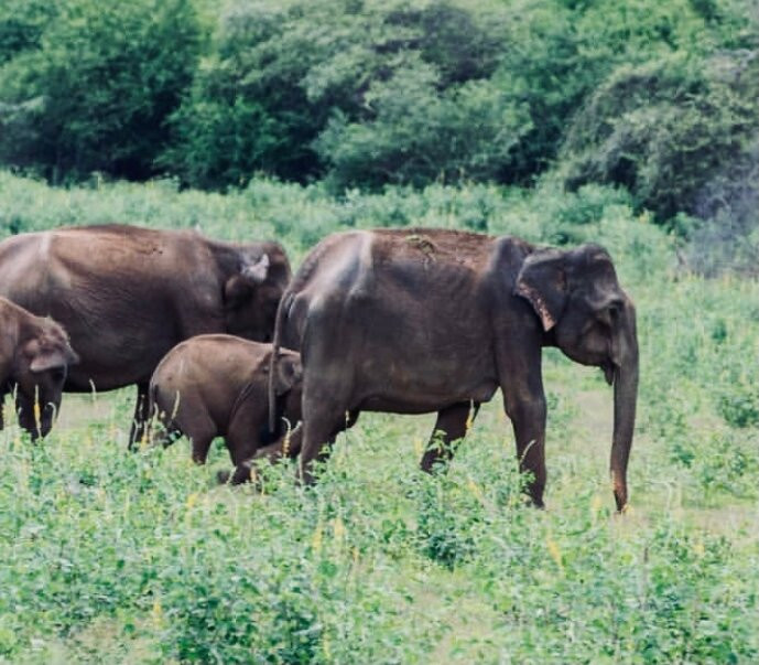 Lunugamvehera National Park-Tanamalwila必去景点